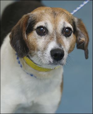 Patton, a male Beagle, AID # 6141.