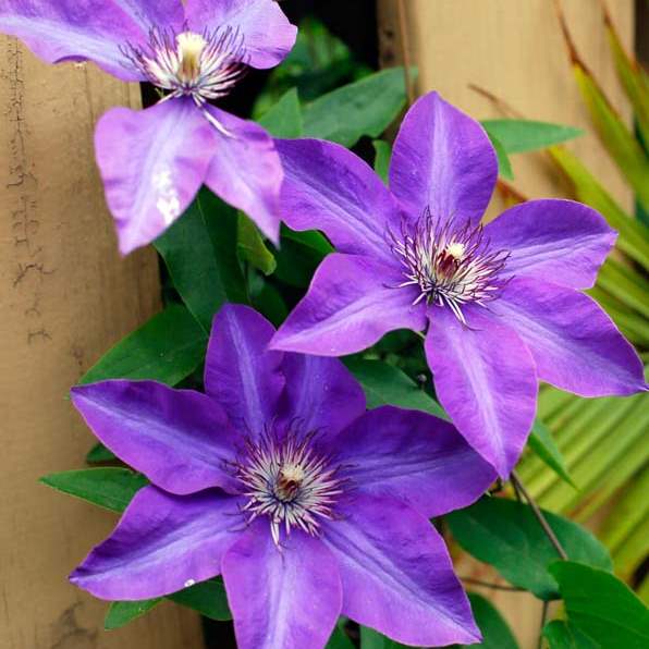 PEA-wiarvaskop02-Clamorous-flowers