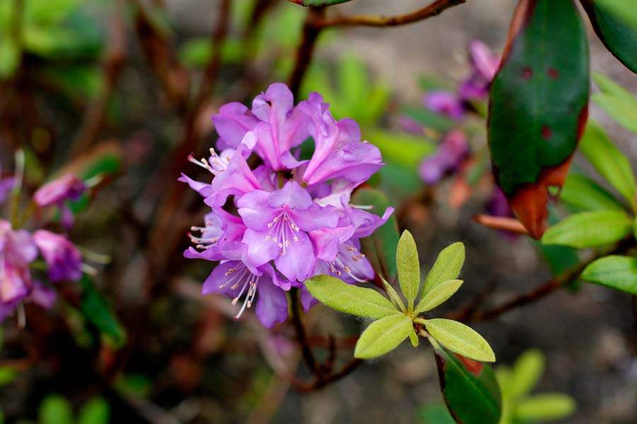PEA-wiarvaskop02-Purple-Rhododendron