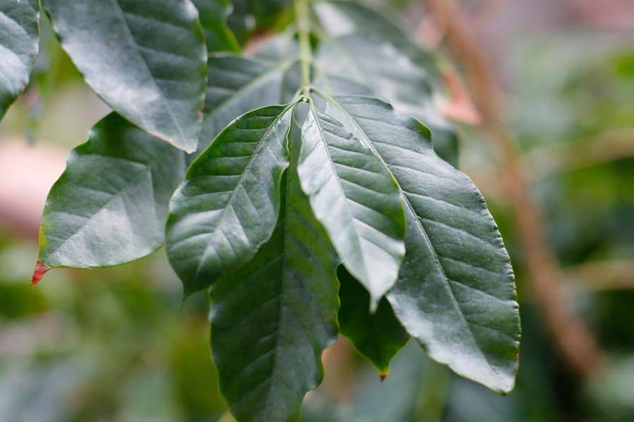 PEA-wiarvaskop02-coffee-leaves