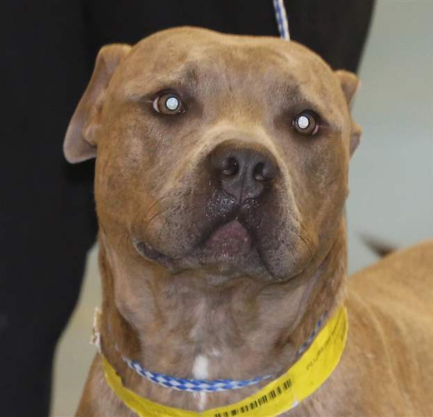 CTY-dogs10pRooster-a-male-Pit-Bull-mix-pound-6518