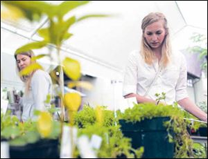 Lyndsye Buechel, right, and Christine Becerra check out plants available at an annual sale in Robbinsdale, Minn.