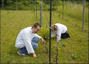 Monroe Community College Culinary Arts students John Feaganes, Monroe, and Kim Cousino, Erie, have a laugh as they weed around grape vines.