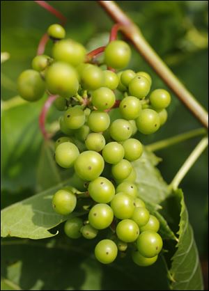 Wild grapes grow near Monroe Community College's V1300 vineyard.