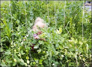 Audrey Day gets lost among the snap peas.