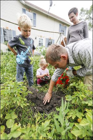 Henri, Audrey, Jason, and Jenn Day dig up their first potatoes of the season.