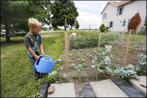 Henri Day waters broccoli, his favorite