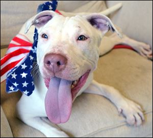 Damon is one of  two deaf dogs up for adoption at the Lucas County Canine Care & Control.