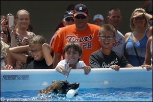 Connor Seiple, 10, of Perrysburg reaches out to touch Kovu, a male 2-year-old Belgian malinois, after the dog retrieved a baton at The Andersons in Maumee.