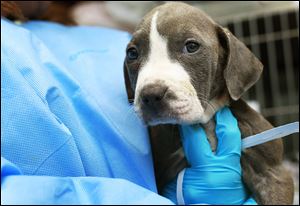 Petunia, a 2-month-old female blue and white ‘‍pit bull’ mix with canine parvovirus, is recovering.