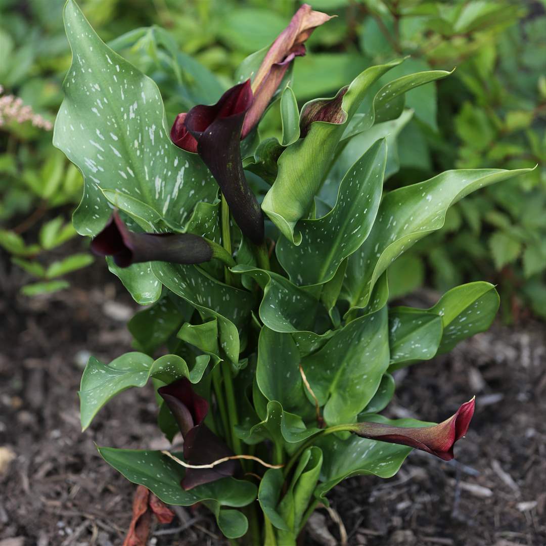 FEA-wiardavidlemon10p-12