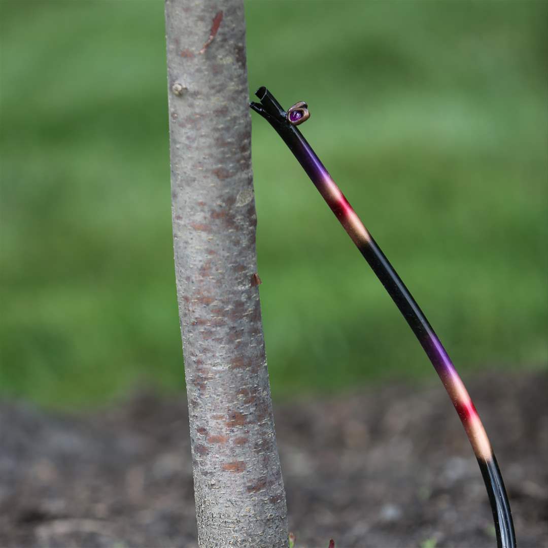 FEA-wiardavidlemon10p-13