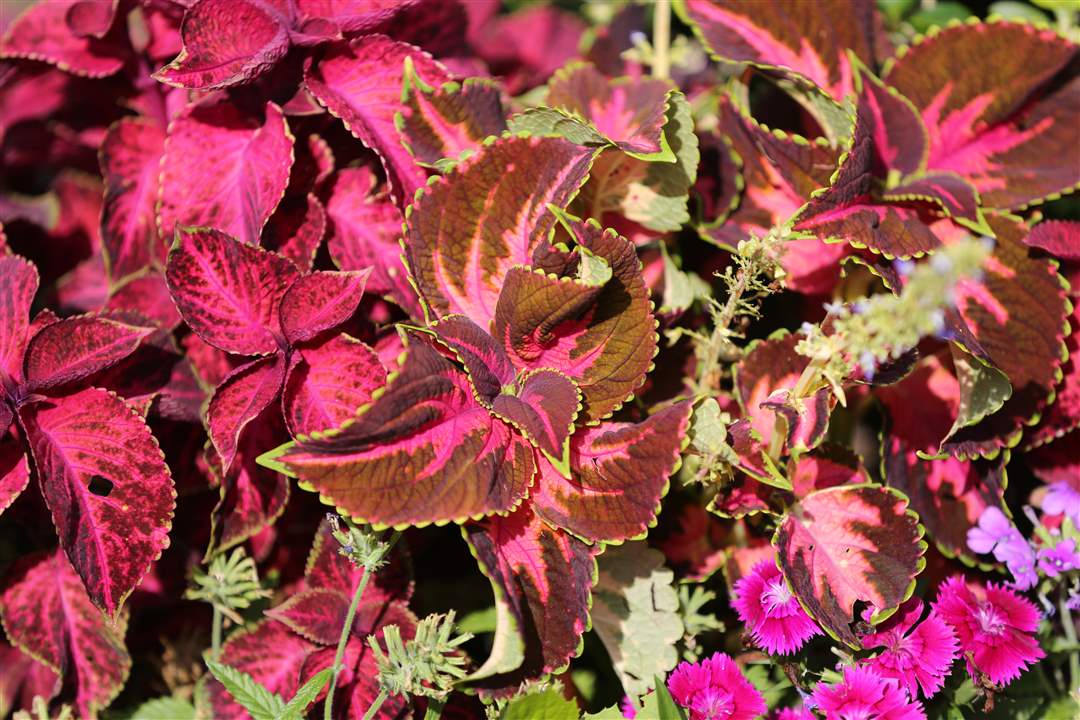 FEA-wiardavidlemon10p-4