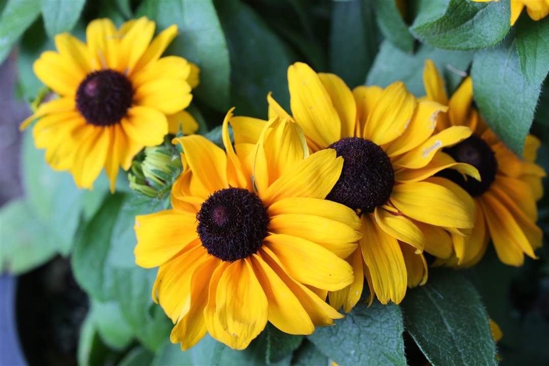 FEA-wiardavidlemon10p-7