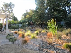 A drought-tolerant garden that includes cattail, sedge, and rush in the foreground; and fescue, salvia, penstemon in the background.