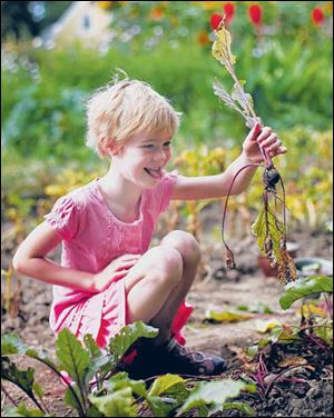 Neighbor Lucy McMaster, 6, pulls a Detroit dark red beet from Chuck Sattlerâs garden.