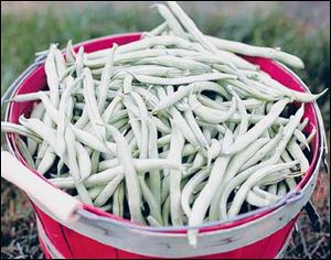 A bushel of green beans to be given away.