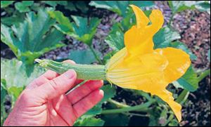 Zucchini picked before the flower is shed is young and tender, and can be eaten flower and all.