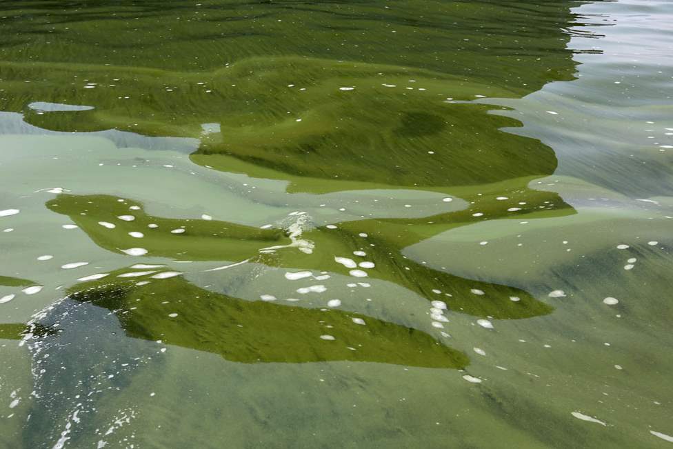 CTY-algae04pAlgae-is-visible-in-Lake-Erie-near-the-Toledo-water-intake-crib-of