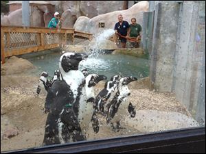 Lt. Don Murray of the Jerusalem Township Fire Department fills up the penguin exhibit at the Toledo Zoo on Sunday afternoon. Lt. Murray said the department’s 1,250-gallon water tanker made four runs to the zoo on Sunday. Jerusalem Township has not found the algal toxin in its treated water.