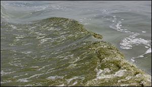 Algae is visible in the wake created by a boat in Lake Erie, near the Toledo water intake crib.