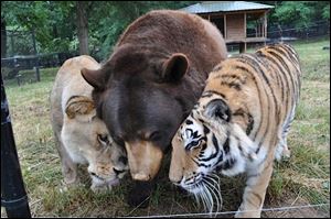 A bear, lion, and tiger have lived at Noah’s Ark Animal Sanctuary in Locust Grove, Ga., since their rescue in Atlanta in 2001 during a drug raid. Through their shared suffering from improper confinement, they formed a bond and became known as the BLT.