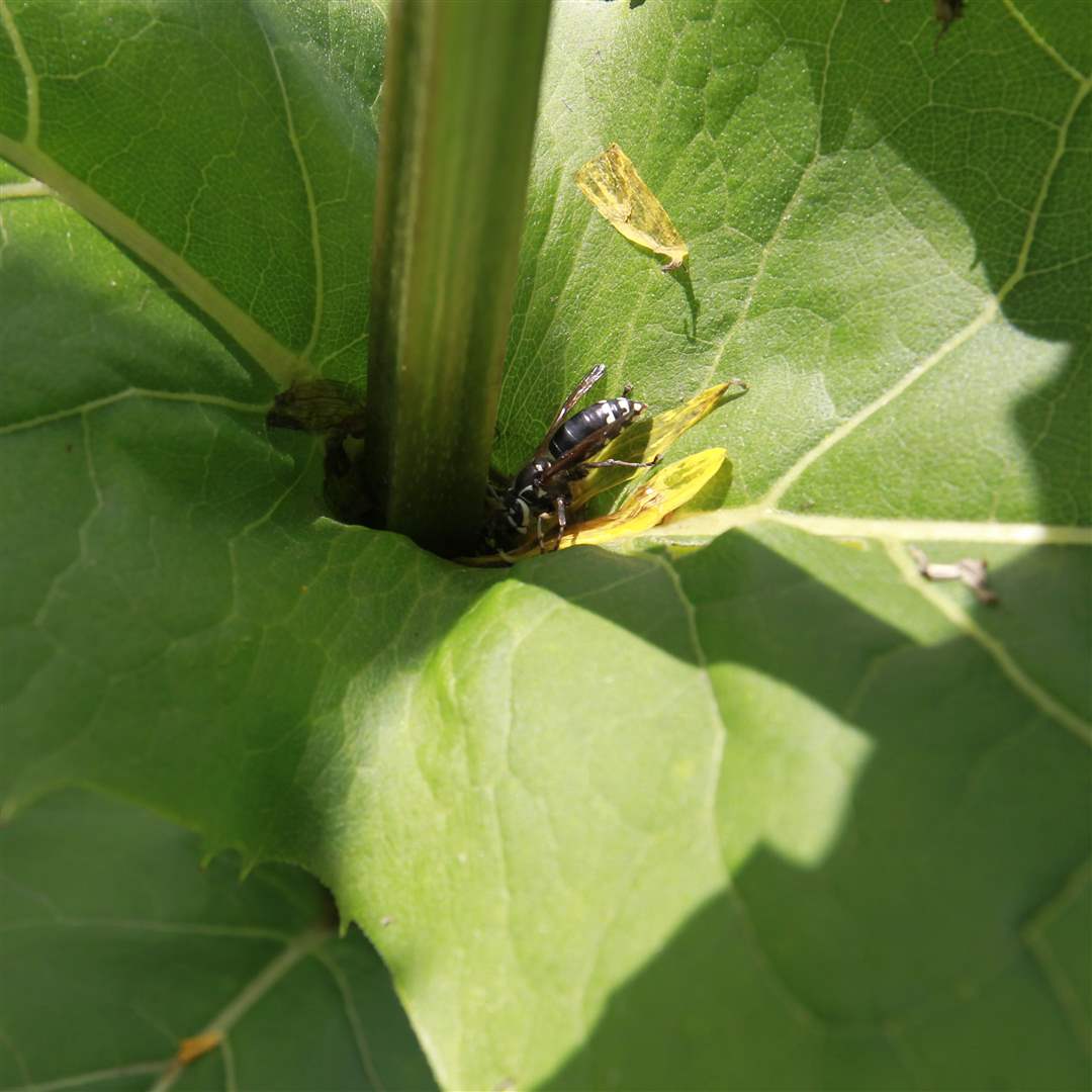 78f1ffc5-aa36-4954-81fa-3ba5f0779c6d