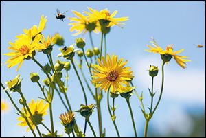 Bees swarm around flowers.