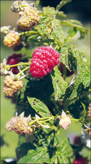 Raspberries.