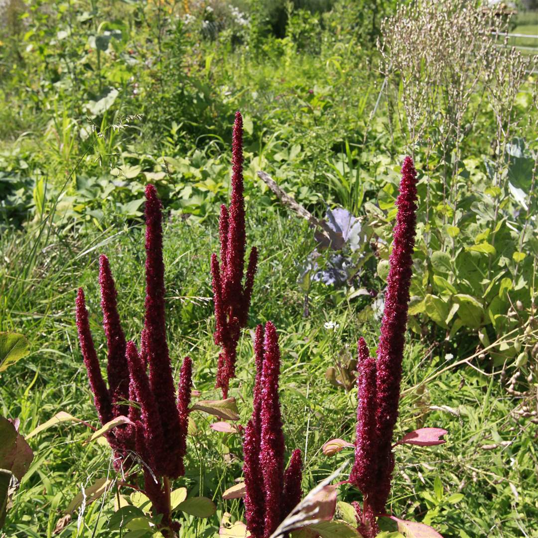 FEA-wiarmichael11p-1