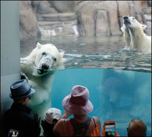 Visitors to the Toledo Zoo view young  twin polar bears Sakari and Suka, during feeding time Thursday. 