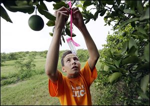 Nick Howell, 13, a member of the McLean family that owns Uncle Matt’s organic orange juice company, places a vial containing the tamarixia wasp to release in their orange groves to battle greening.