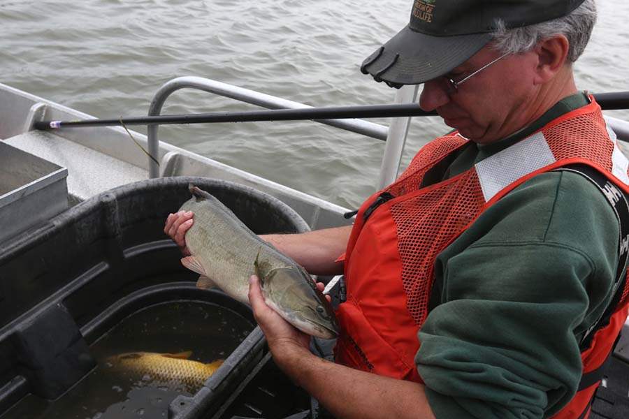 carp11p-Ed-Lewis-blowfin