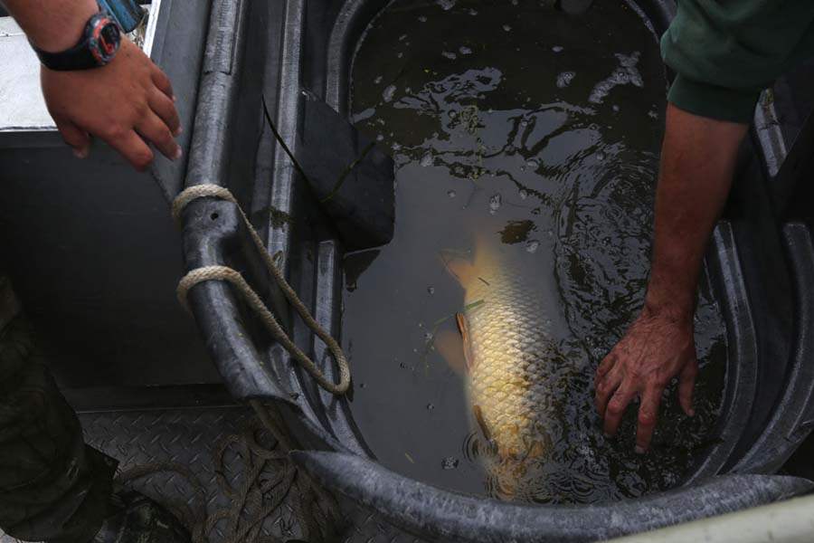 carp11p-carp-in-bucket