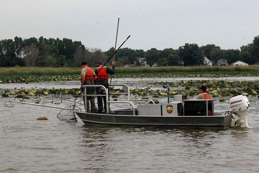 carp11p-search-for-species