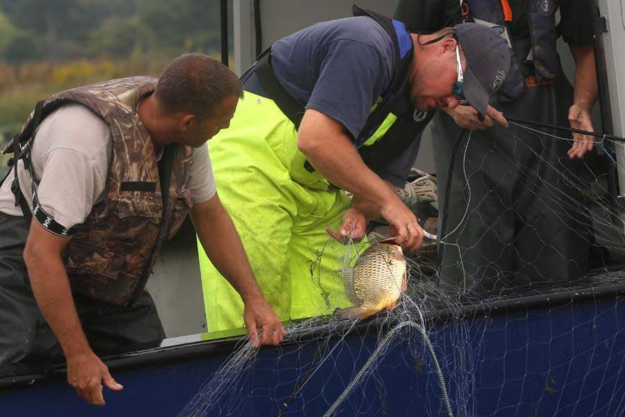 carp11p-smith-haffley-o-neill