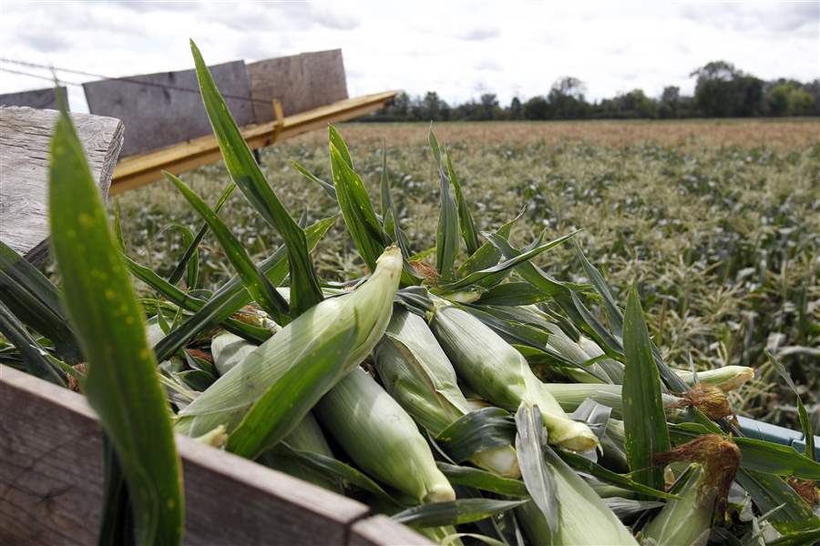 Food, family, friends all nurtured at Bench Farms The Blade