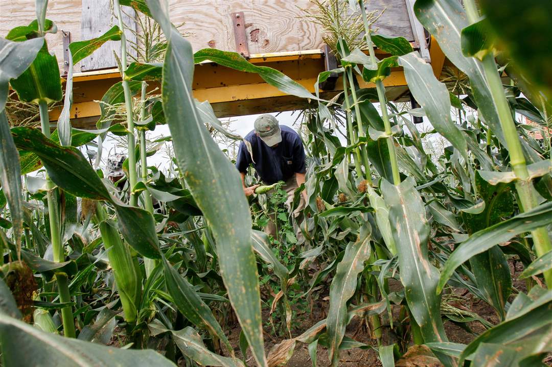 farm16-conveyor-belt