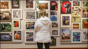 In a display area at the National Center for Nature Photography at Secor Metropark in Sylvania Township, more than 300 submissions for the Photo Arts Club of Toledo’s photo contest hang on a wall. The glossies were from a variety of artists.