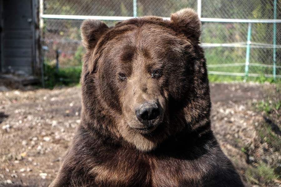 Tiger-Ridge-Exotics-Kody-sit