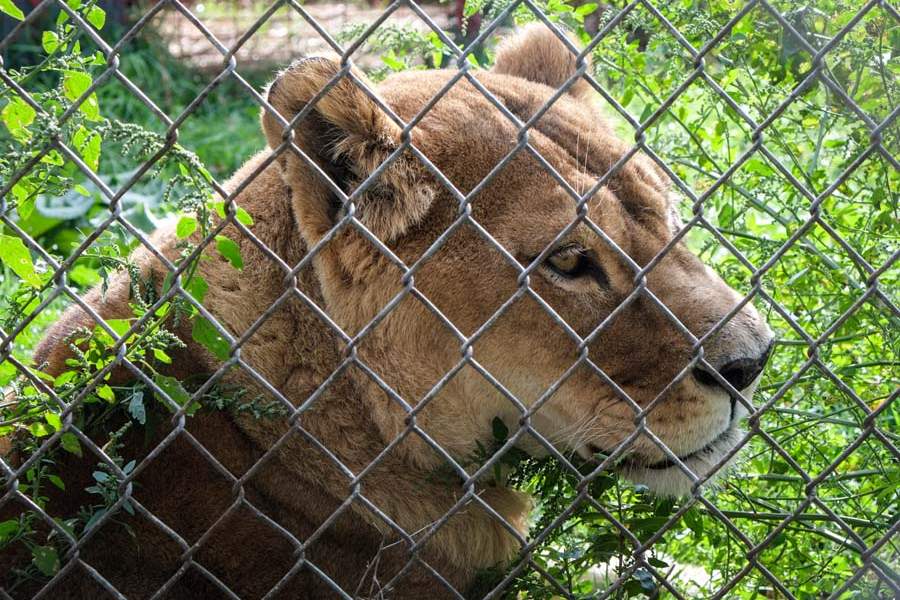Tiger-Ridge-Exotics-lioness