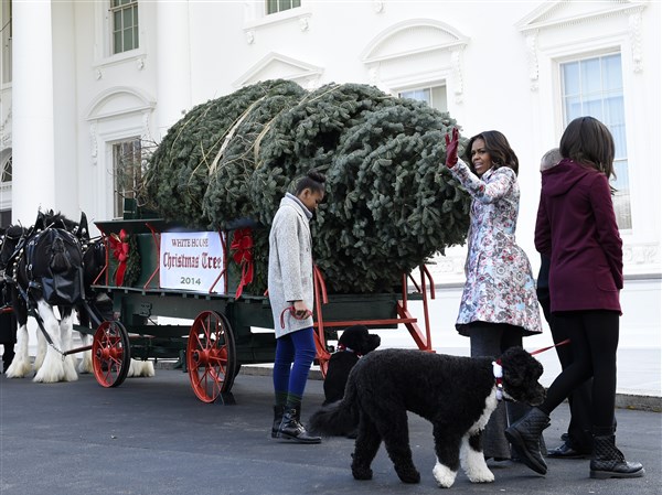Official Christmas tree arrives at White House | The Blade