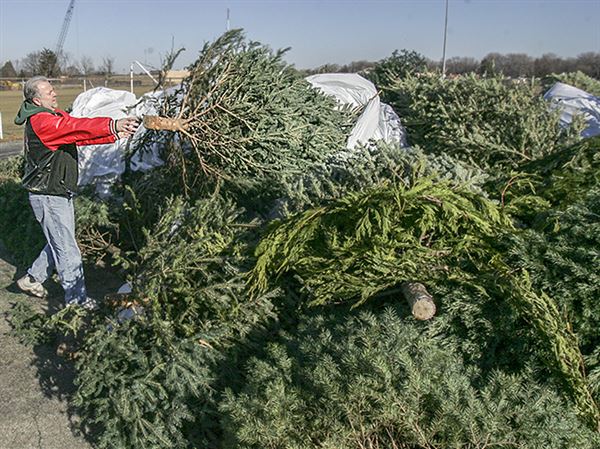 Christmas tree drop-offs for Sylvania Township residents offered through January