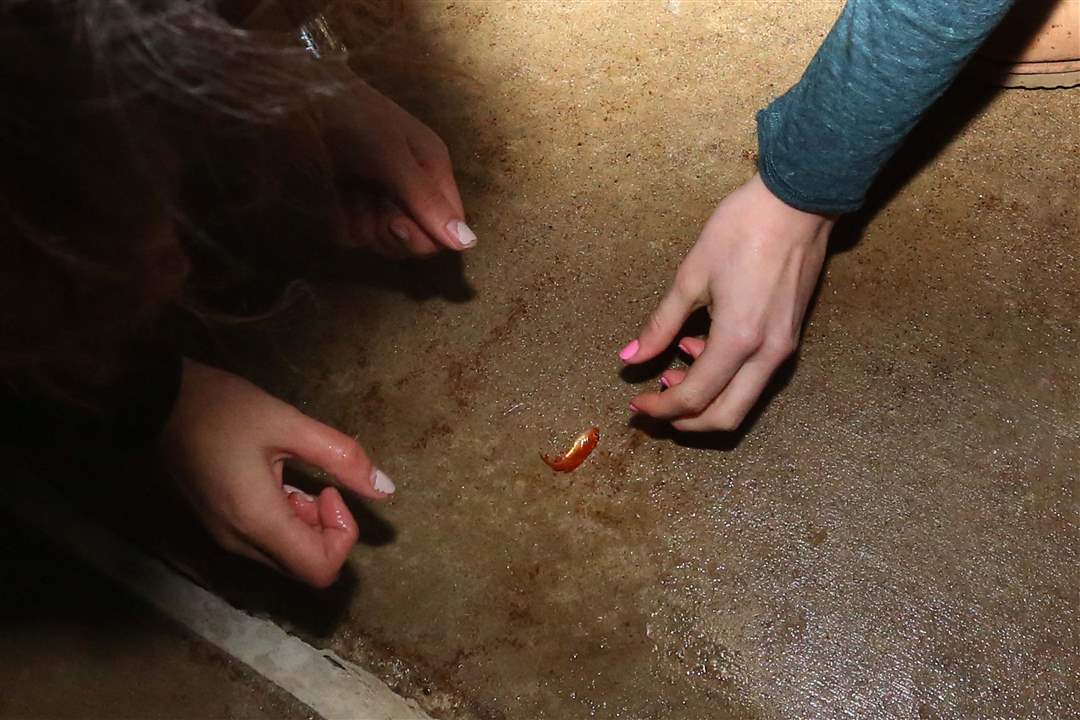 pbg-goldfish21-fallen-fish