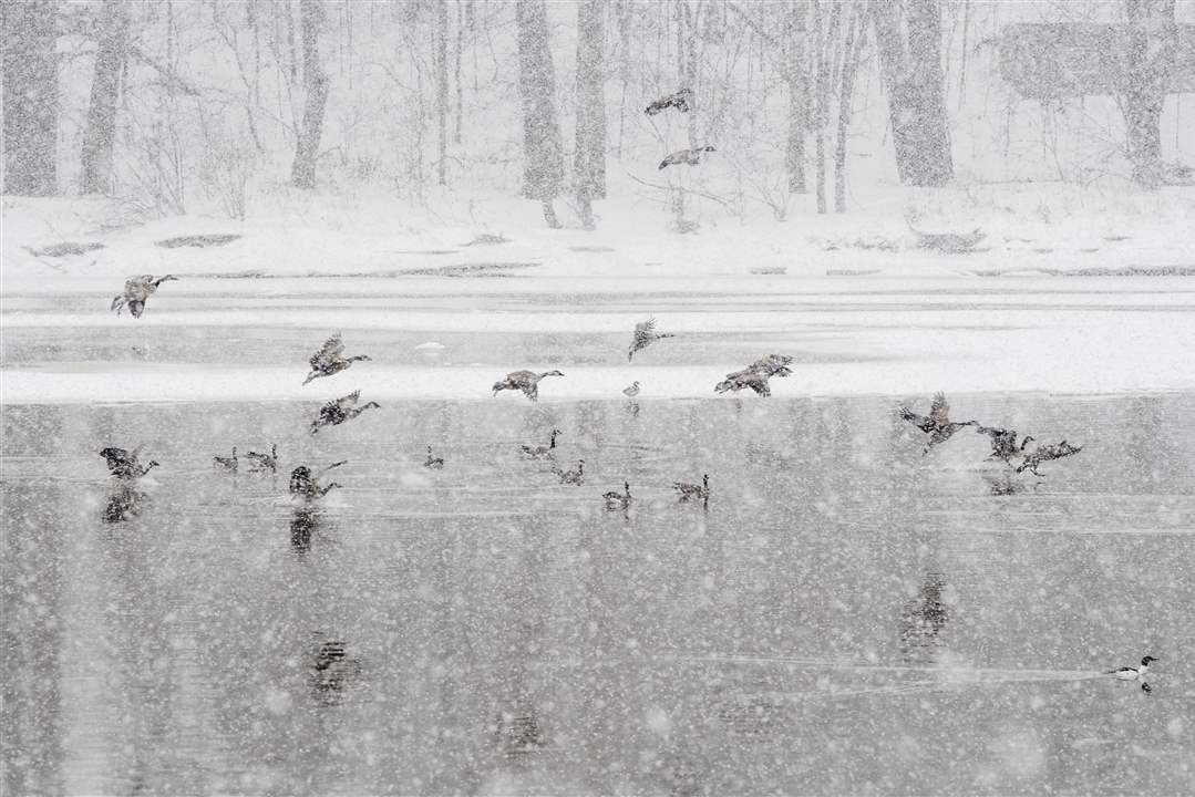 MAG-winterscenes15Canada-geese-land-on-the-Ma