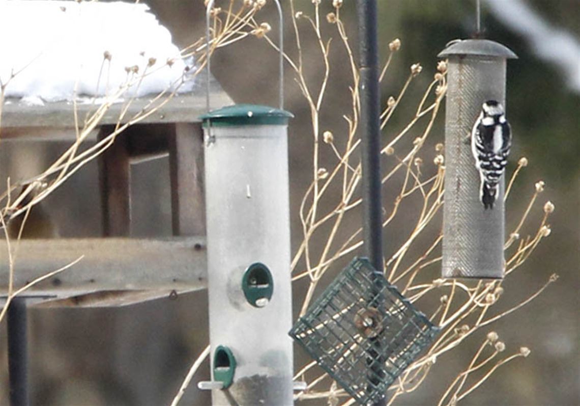 Feeders Lure Birds To Your Backyard Toledo Blade