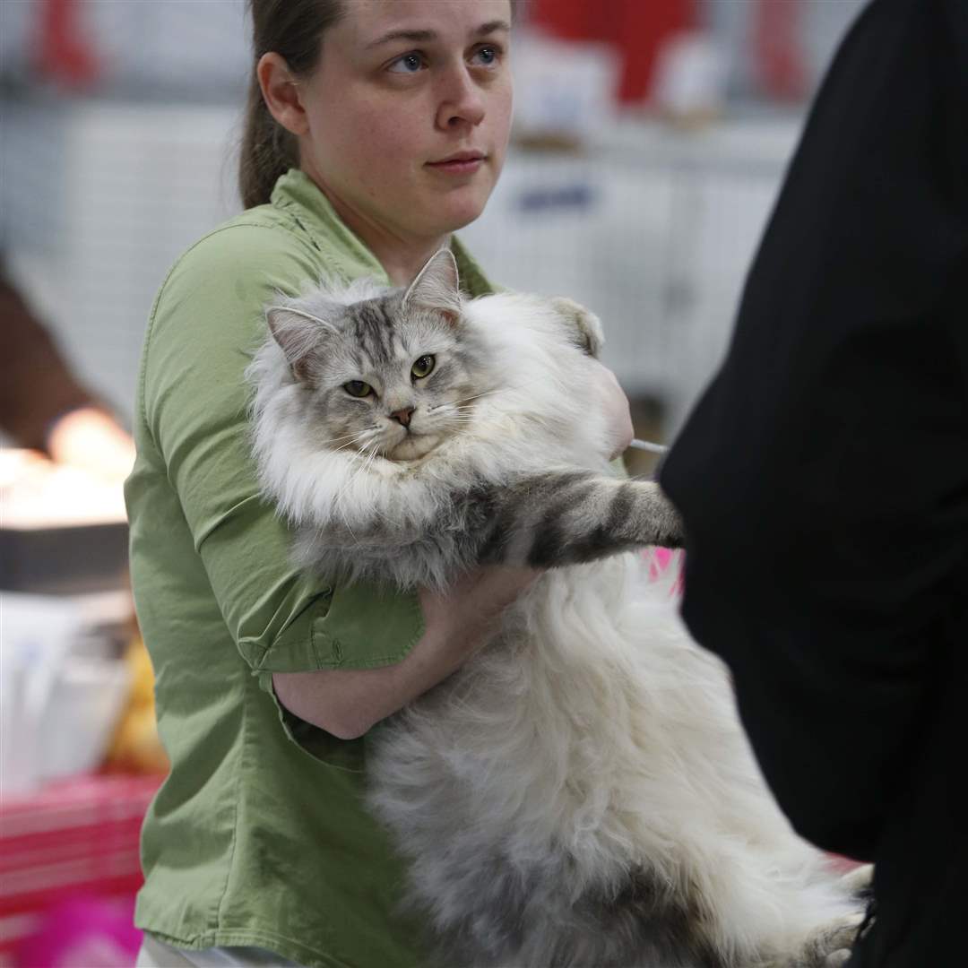 MAG-catshow22-Gwyneth-Hayes