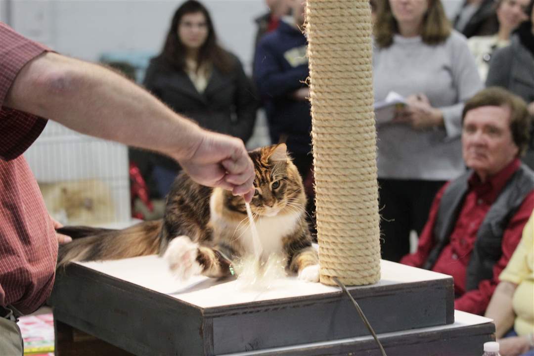 MAG-catshow22-Main-Coon-cat