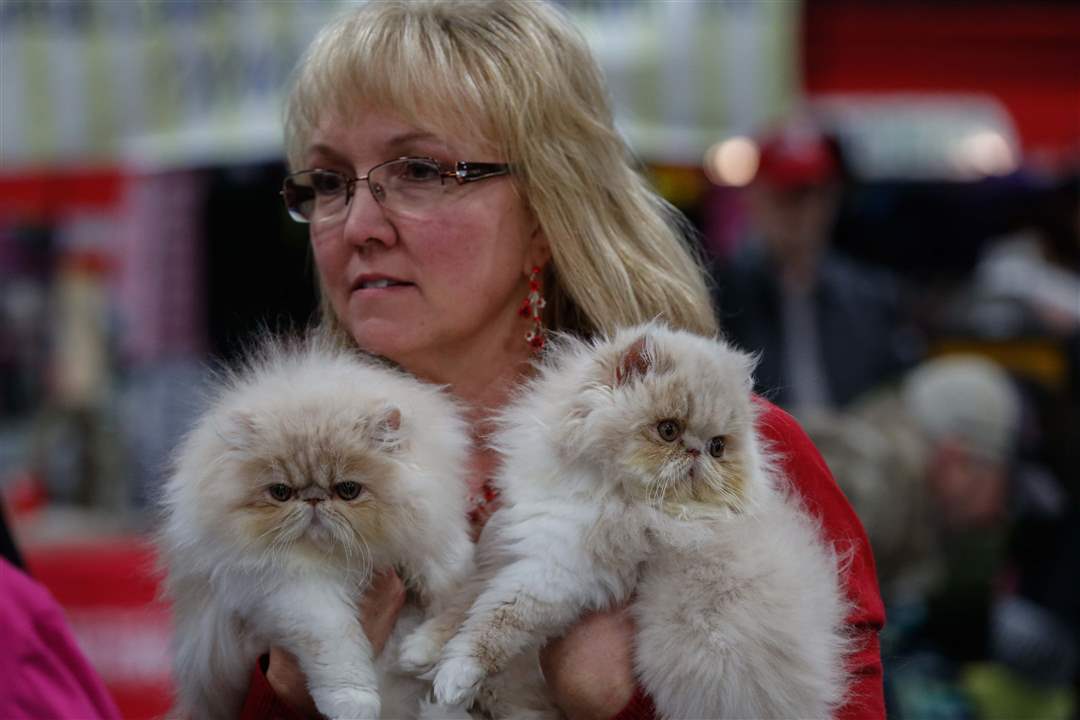 MAG-catshow22-Grisier