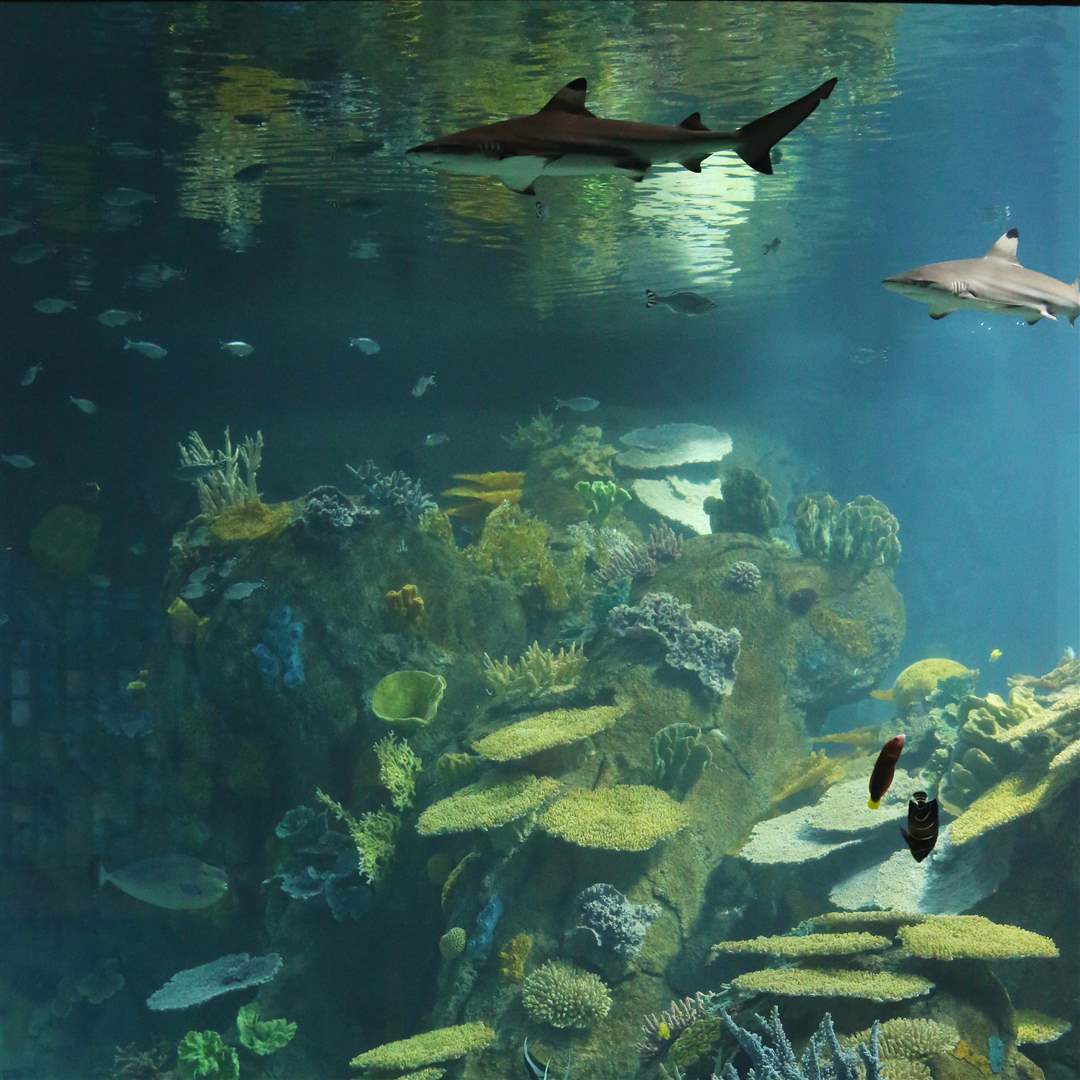 AQUARIUM15p-Pacific-Reef